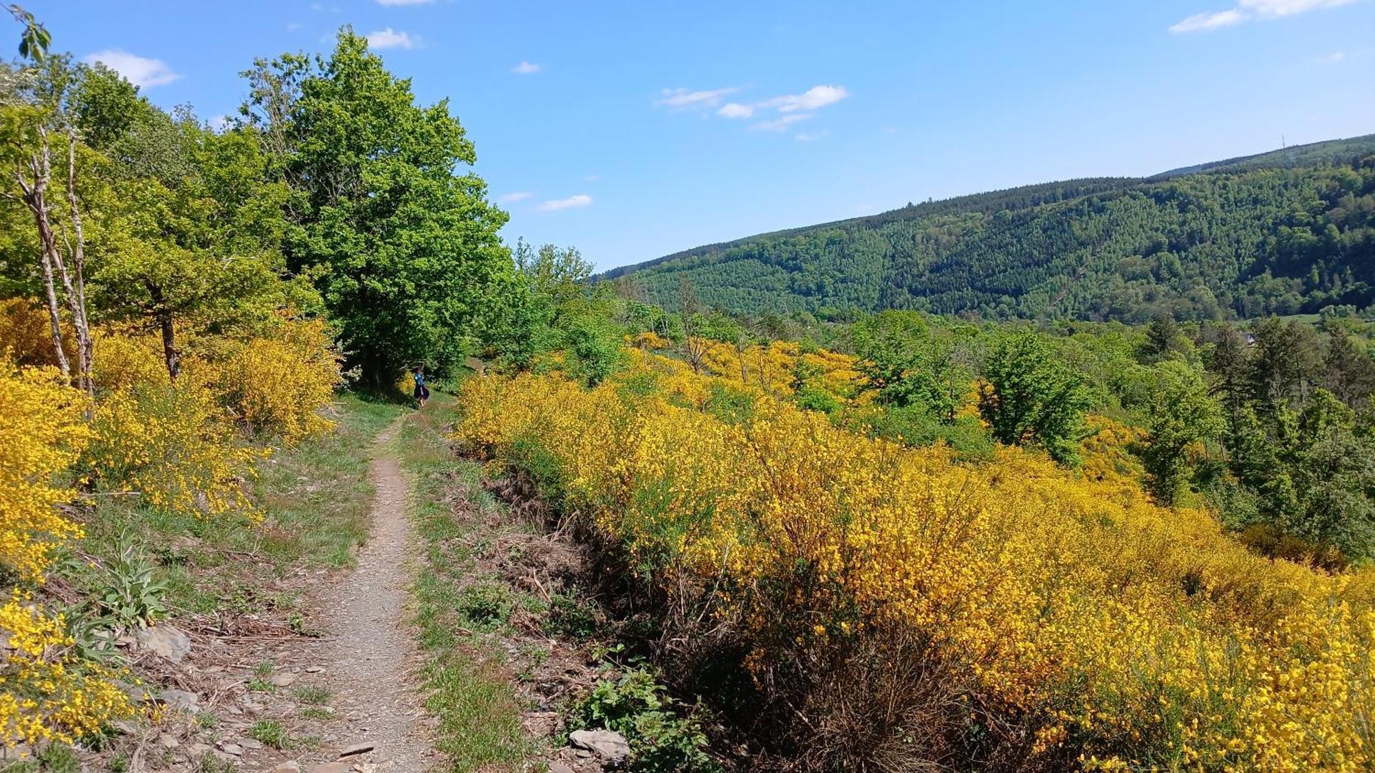 L'Abri Daire La-Roche-en-Ardenne Dış mekan fotoğraf